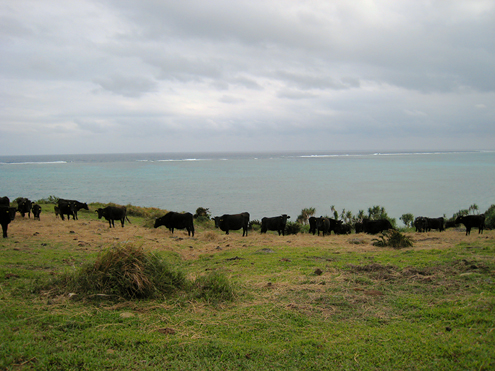c0014035_094114.jpg