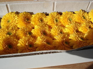 f0041850_16294633.jpg