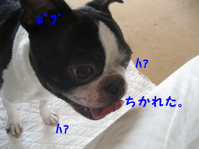 c0092787_17425581.jpg