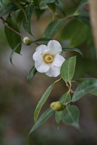 e0001123_18583554.jpg