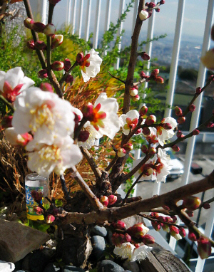ベランダに植えられている梅ノ木。7割の花が咲き誇り、残りのつぼみもすぐに開きそうな風情です。真っ白な花びらが春を感じさせています。
