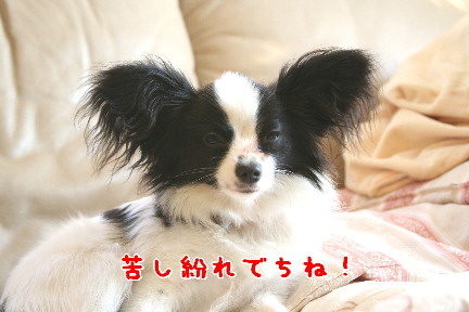 d0013149_0365919.jpg