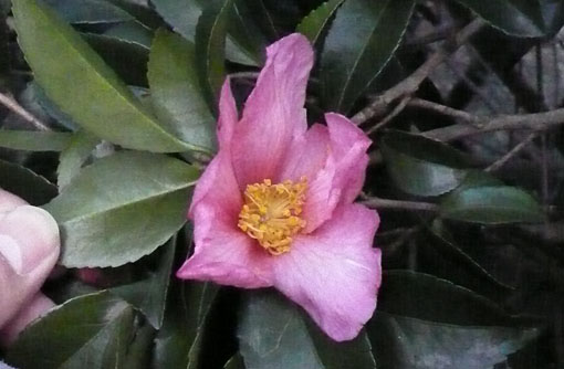 e0054299_921527.jpg
