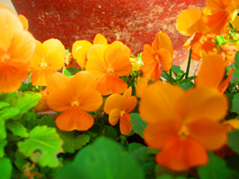 a0047618_21522100.jpg