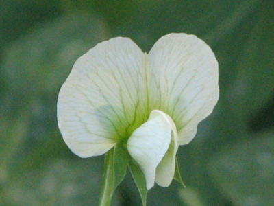d0050472_21513822.jpg