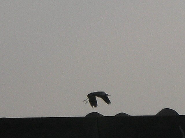 f0083400_13472835.jpg