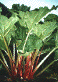 b0080718_1762030.gif