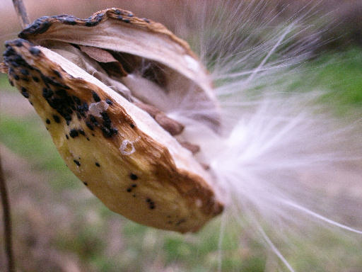 c0032138_99254.jpg
