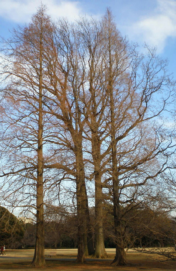 f0007580_1774933.jpg