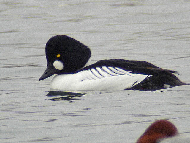 c0079001_17531523.jpg
