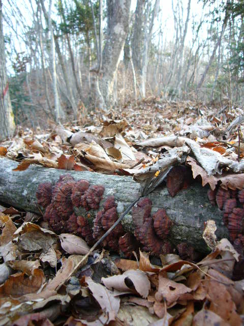 b0050305_1851695.jpg