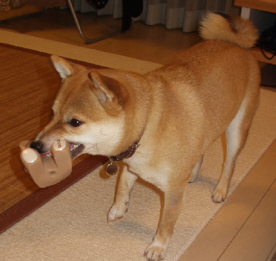 f0004309_2316491.jpg