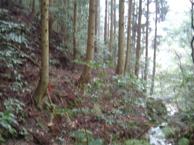 c0077338_1658066.jpg