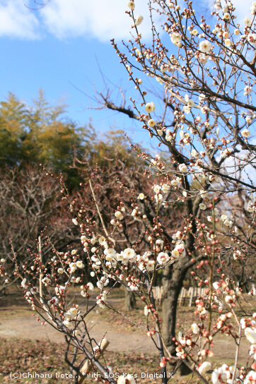 c0046340_2130232.jpg