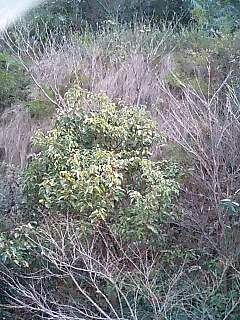 f0071840_1129892.jpg