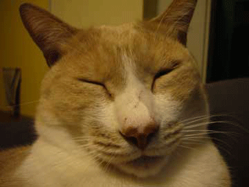 e0058443_1291737.gif