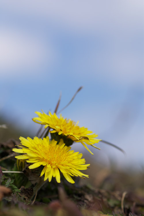 a0003746_17265929.jpg