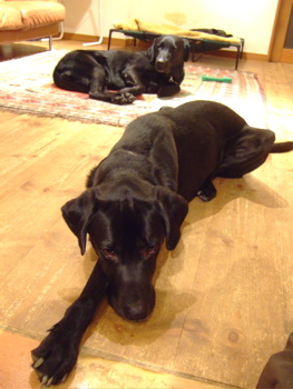 f0001698_00159.jpg