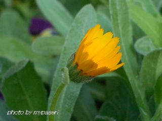 b0061107_14554220.jpg