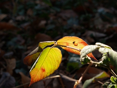 e0083212_15572198.jpg