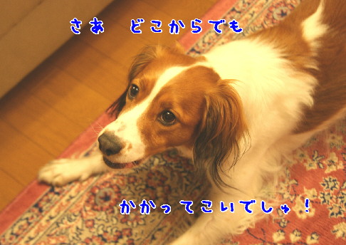 d0013149_1145248.jpg