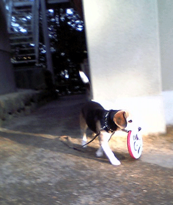 b0005652_22141847.gif