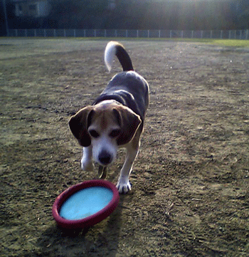 b0005652_22152866.gif