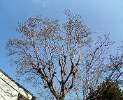 e0037673_033085.jpg
