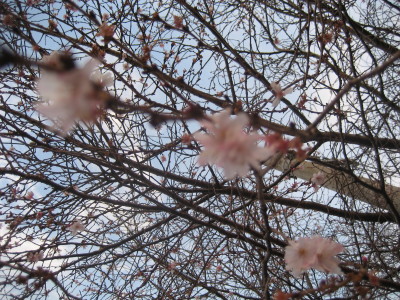 c0092787_102056.jpg