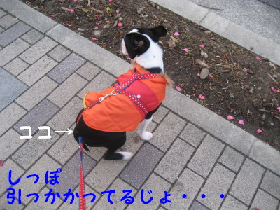 c0092787_1061081.jpg