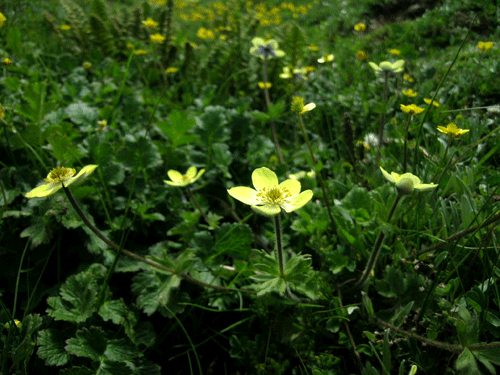 f0115214_15131981.gif
