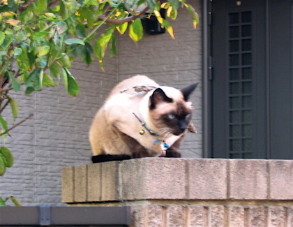 d0085939_22431477.jpg