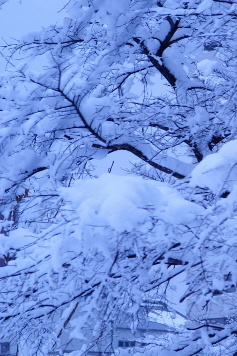 c0106977_1182168.jpg