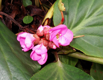 c0068639_16383777.jpg