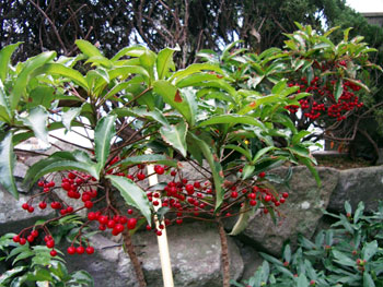 c0068639_1641398.jpg