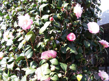 c0068639_16485435.jpg