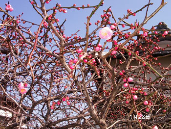 c0068639_1649291.jpg
