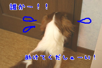 d0013149_1232212.jpg