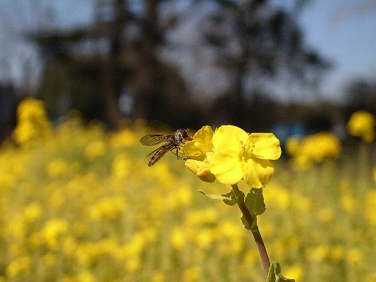 b0084270_22541125.jpg
