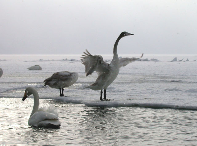 e0100772_231862.jpg