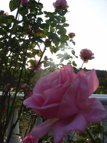 a0043982_16531838.jpg