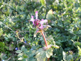 d0000607_1748359.jpg