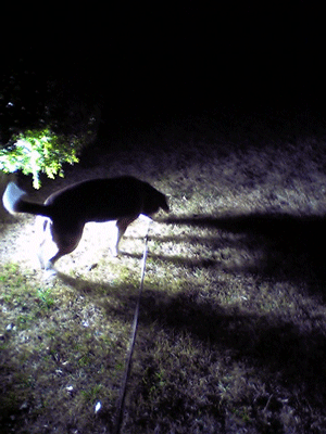 b0005652_21422534.gif