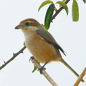 f0062055_1784939.jpg