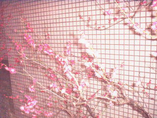 a0085663_21104492.jpg