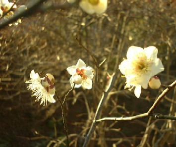 f0039281_17585342.jpg