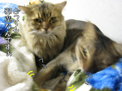 a0045990_0351767.jpg