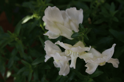d0100192_20394521.gif