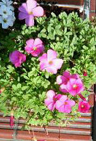 d0025894_038456.jpg
