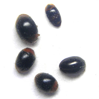e0083097_0321284.jpg